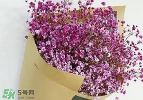 滿天星多少錢一束2017？滿天星多少錢一支2017？