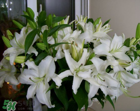 百合花多少錢一支2017？百合花多少錢一束2017？