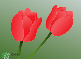 母親節(jié)可以送郁金香嗎？為什么母親節(jié)送郁金香？