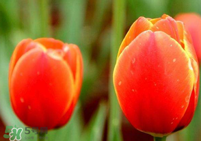 母親節(jié)可以送郁金香嗎？為什么母親節(jié)送郁金香？