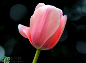 母親節(jié)可以送郁金香嗎？為什么母親節(jié)送郁金香？