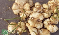 土瓜怎么做好吃？土瓜的做法大全