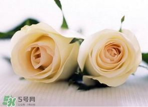 母親節(jié)可以送白玫瑰嗎？白玫瑰適合送什么人？