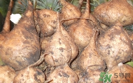 生吃土瓜有什么好處？土瓜生吃的功效與作用