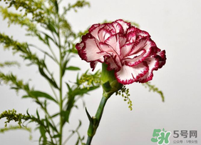 康乃馨可以放多久？康乃馨怎么養(yǎng)？