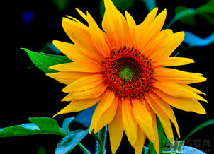 母親節(jié)可以送向日葵嗎？向日葵適合送什么人？