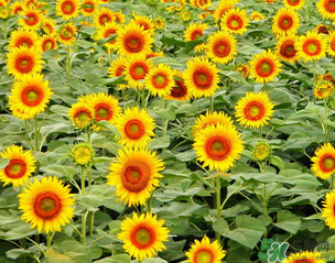 母親節(jié)可以送向日葵嗎？向日葵適合送什么人？