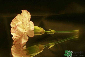 康乃馨可以放臥室嗎？康乃馨能放在臥室嗎？