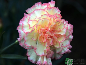 康乃馨可以放臥室嗎？康乃馨能放在臥室嗎？