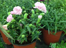 康乃馨能插活嗎？康乃馨可以扦插嗎？