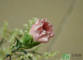 康乃馨能插活嗎？康乃馨可以扦插嗎？