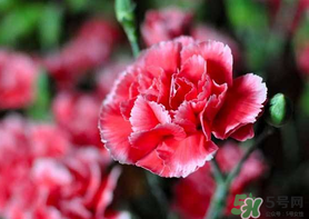 康乃馨能插活嗎？康乃馨可以扦插嗎？