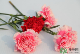 康乃馨多久澆一次水？康乃馨多久換一次水？