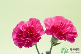 康乃馨多久澆一次水？康乃馨多久換一次水？