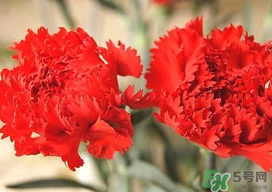 康乃馨多久澆一次水？康乃馨多久換一次水？