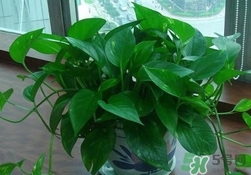 綠蘿葉子發(fā)黃怎么辦？綠籮多久澆一次水？