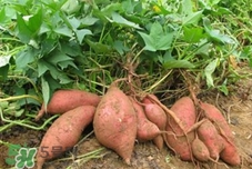 地瓜是紅薯嗎？地瓜什么時候成熟