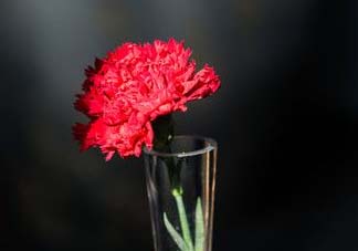 康乃馨能插活嗎？康乃馨可以扦插嗎？