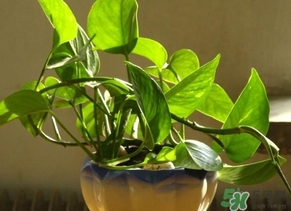 綠蘿葉子發(fā)黃怎么辦？綠籮多久澆一次水？