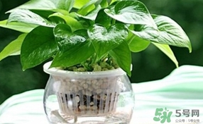 綠蘿葉子發(fā)黃怎么辦？綠籮多久澆一次水？