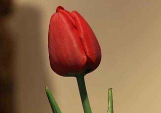 母親節(jié)可以送郁金香嗎？為什么母親節(jié)送郁金香？