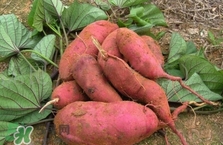 地瓜是紅薯嗎？地瓜什么時候成熟