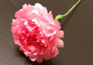 母親節(jié)可以送紙做的康乃馨嗎？康乃馨怎么折？