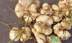 生吃土瓜有什么好處？土瓜生吃的功效與作用