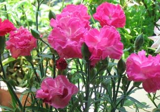 康乃馨多久澆一次水？康乃馨多久換一次水？