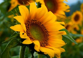 母親節(jié)可以送向日葵嗎？向日葵適合送什么人？