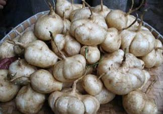 土瓜是涼性還是熱性？土瓜是寒性還是熱性？