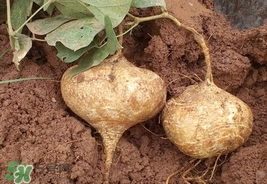 孕婦可以吃土瓜嗎？孕婦能吃土瓜嗎？