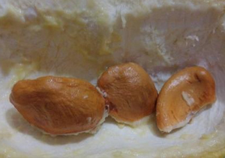 榴蓮核能種嗎？榴蓮核怎么種盆栽？