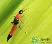 隱翅蟲和蚊蟲的區(qū)別？隱翅蟲和蚊蟲有什么不一樣？