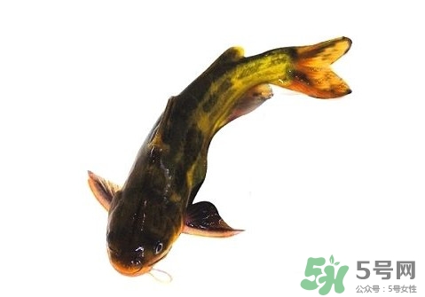黃顙魚有毒嗎？黃顙魚的營養(yǎng)價值