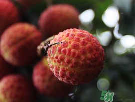 五月份有荔枝嗎？5月份有荔枝嗎？