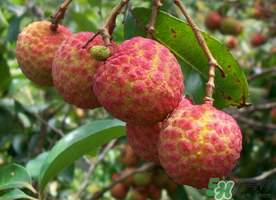 五月份有荔枝嗎？5月份有荔枝嗎？