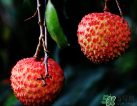 五月份有荔枝嗎？5月份有荔枝嗎？