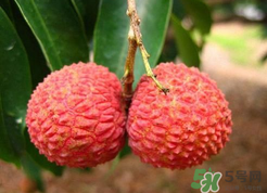 荔枝多少錢(qián)一斤 荔枝什么時(shí)候成熟季節(jié)