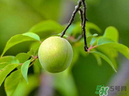 梅子什么時(shí)候成熟？梅子幾月份成熟？