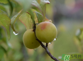 梅子什么時(shí)候成熟？梅子幾月份成熟？