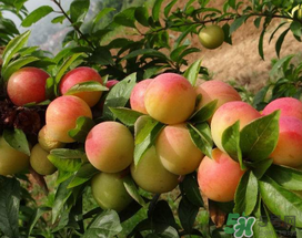 梅子什么時(shí)候成熟？梅子幾月份成熟？