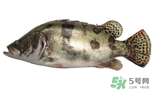 鱖魚(yú)怎么讀？鱖魚(yú)是什么魚(yú)