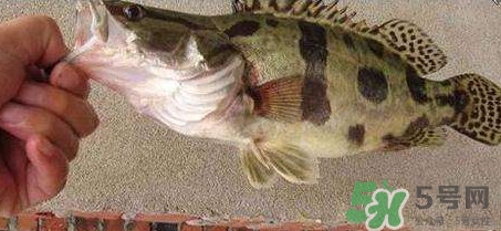 鱖魚是海魚嗎？鱖魚是淡水魚還是海魚