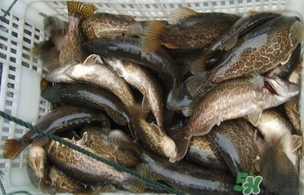 鱖魚是桂魚嗎？鱖魚和桂魚的區(qū)別