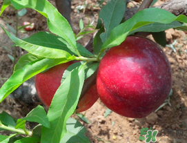 李子苦能吃嗎？李子苦怎么處理好吃？