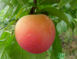 李子苦能吃嗎？李子苦怎么處理好吃？