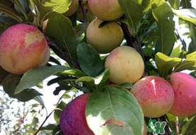 李子一天可以吃幾個(gè)？李子一次能吃幾個(gè)？