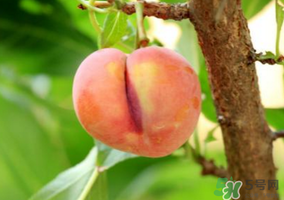 李子一天可以吃幾個(gè)？李子一次能吃幾個(gè)？