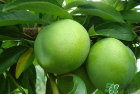 李子一天可以吃幾個(gè)？李子一次能吃幾個(gè)？